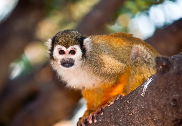 Portrait of a cute squirrel monkey . — Stock Photo, Image