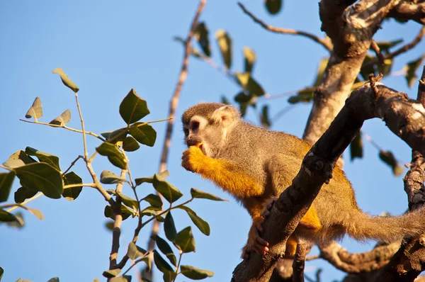 Portrait d'un mignon singe écureuil  . — Photo