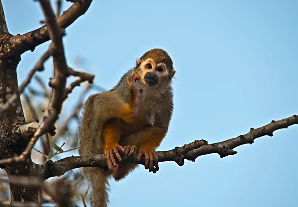 Portret van een schattige eekhoorn aap . — Stockfoto