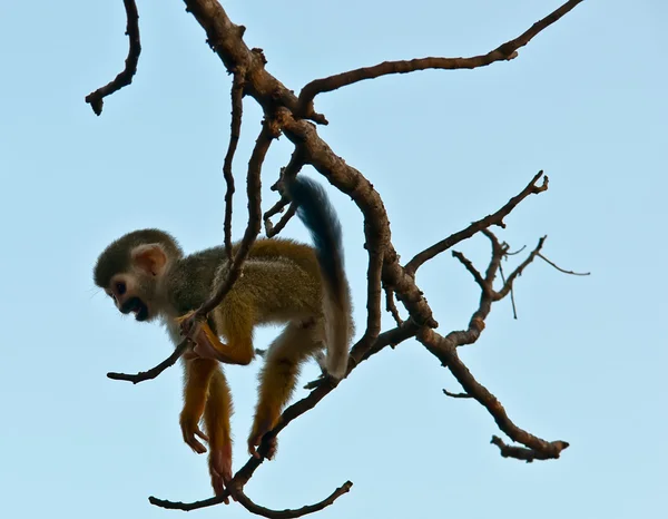 Portret van een schattige eekhoorn aap . — Stockfoto