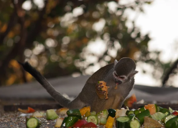 Squirrel monkey . — Stockfoto