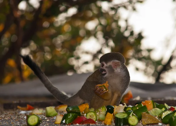 Squirrel monkey . — Stock Photo, Image