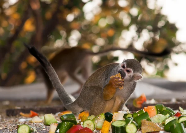 Małpa wiewiórki . — Zdjęcie stockowe