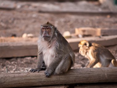 Maymun (Macaca fascicularis) .