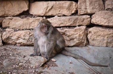 Maymun (Macaca fascicularis) .