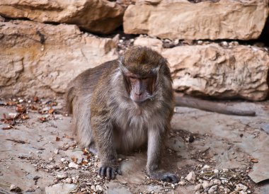 Maymun (Macaca fascicularis) .