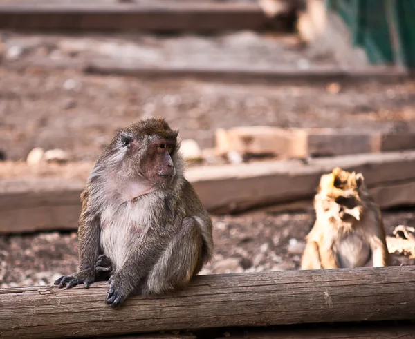 குரங்கு (Macaca fascicularis) ) . — ஸ்டாக் புகைப்படம்