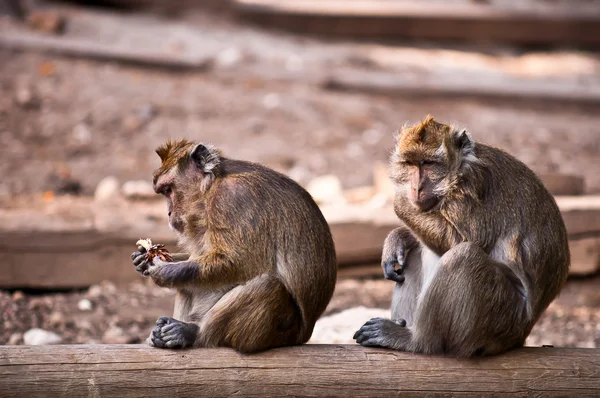 Maymun (Macaca fascicularis) . — Stok fotoğraf