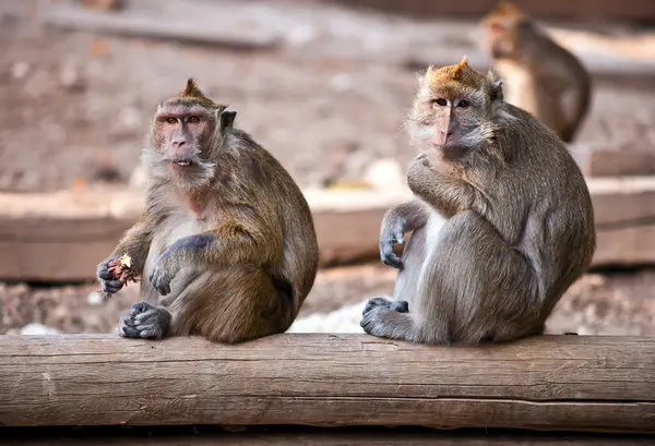 Monkey (Macaca fascicularis) . — Stock Photo, Image