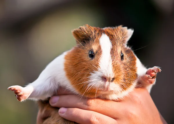 stock image Guinea pig .