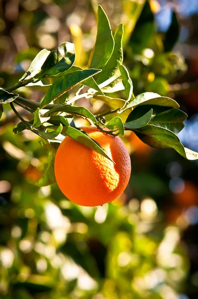 Orang na árvore  . — Fotografia de Stock