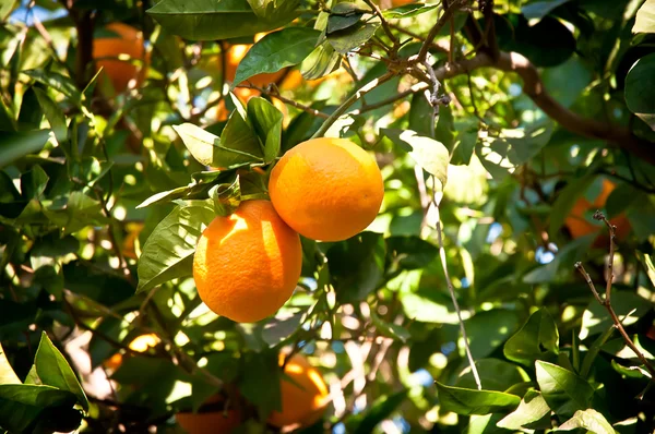 Apelsiner på träd . — Stockfoto