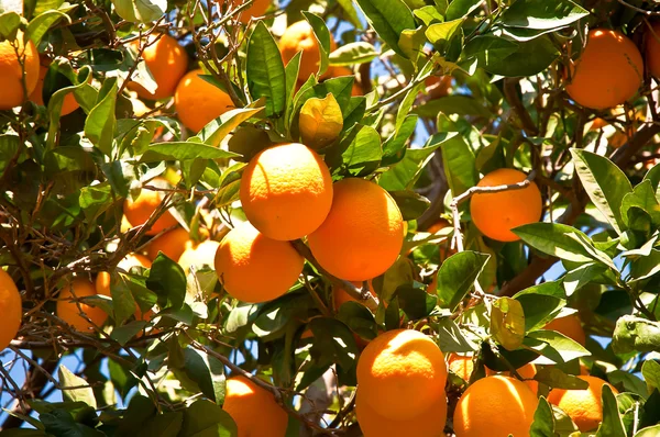 Apelsiner på träd . — Stockfoto