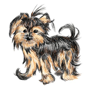 Yorkshire terrier clipart