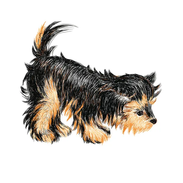 Yorkshire terrier — Image vectorielle