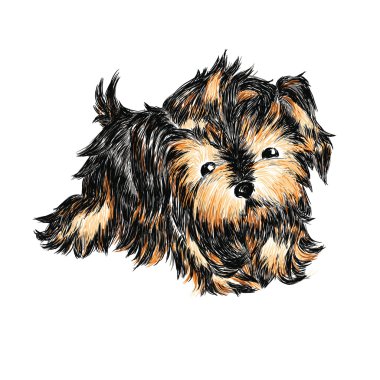 Yorkshire terrier clipart