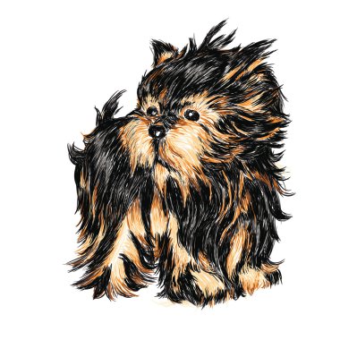 Yorkshire terrier clipart