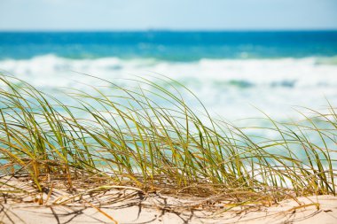 Green grass on sandy dune overlooking beach clipart