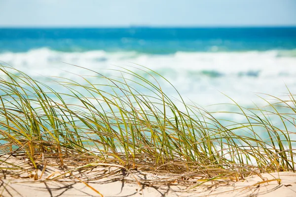 Iarbă verde pe dune de nisip cu vedere la plajă — Fotografie, imagine de stoc