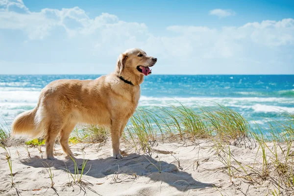 Golden Retriever auf einer Sanddüne mit Blick auf den Strand — Stockfoto