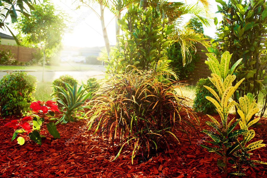 mooie natuurlijke tuin met kleurrijke tropische planten — Stockfoto