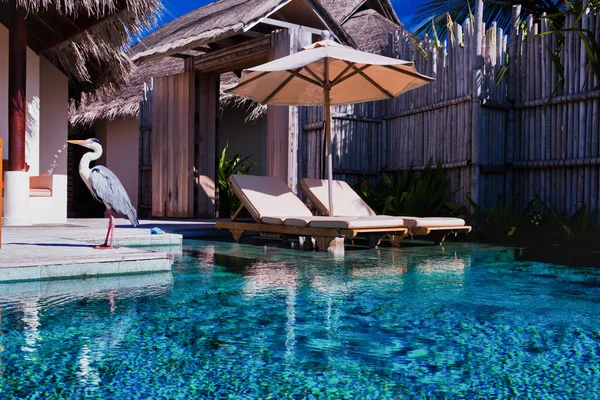 Prive-zwembad en een vogel in luxe villa — Stockfoto