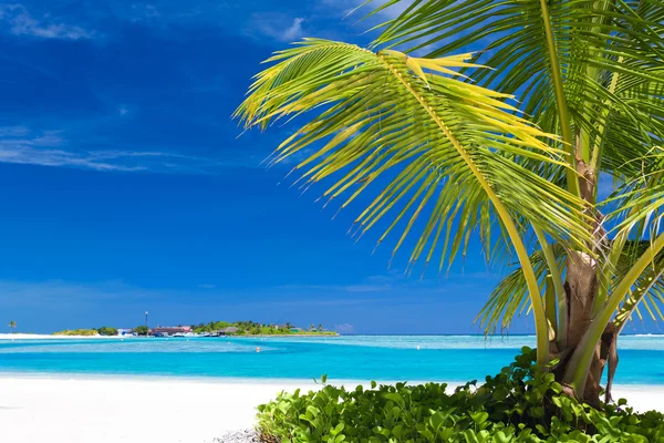 Kleine palmboom opknoping over blauwe lagune — Stockfoto