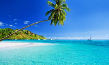 Palm tree hanging over lagoon with blue sky clipart