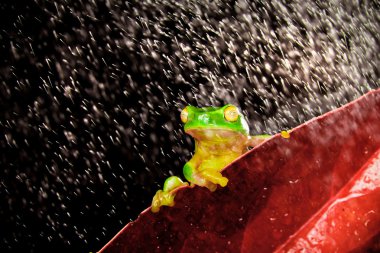 Little tree frog sitting on red leaf in rain clipart