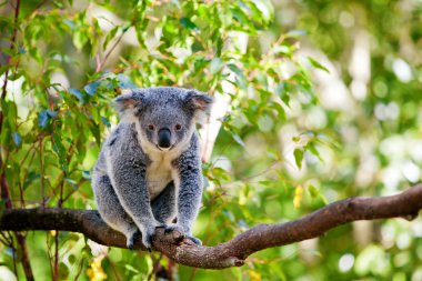 Australian koala in its natural habitat of gumtrees clipart