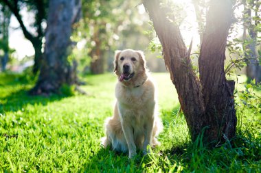 Golden retriever sitting on grass under tree clipart