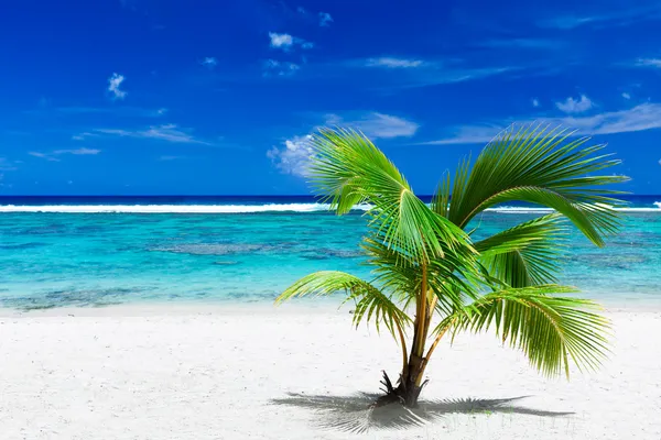 Küçük palmiye ağacı çarpıcı mavi lagün üzerinde asılı — Stok fotoğraf
