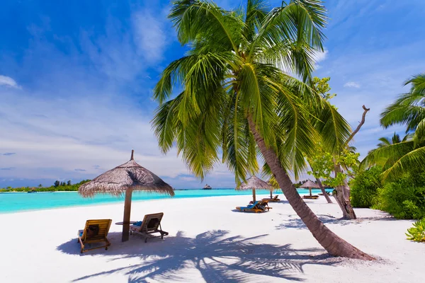 Ligstoelen onder palmbomen op een tropisch strand — Stockfoto