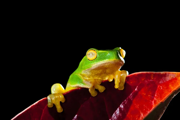 Little green tree frog sitting on red leaf — Stock Photo, Image