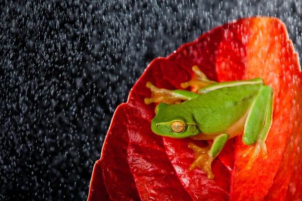 Green tree frog sitting on red leaf in rain — Stock Photo, Image