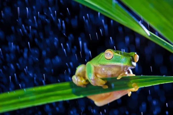 Little green tree frog sitting on green leaf