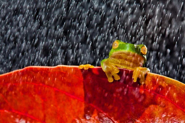 Маленькая зелёная лягушка сидит на красном листе — стоковое фото