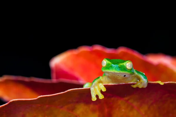 Little green tree frog sitting on red leaf — Stock Photo, Image