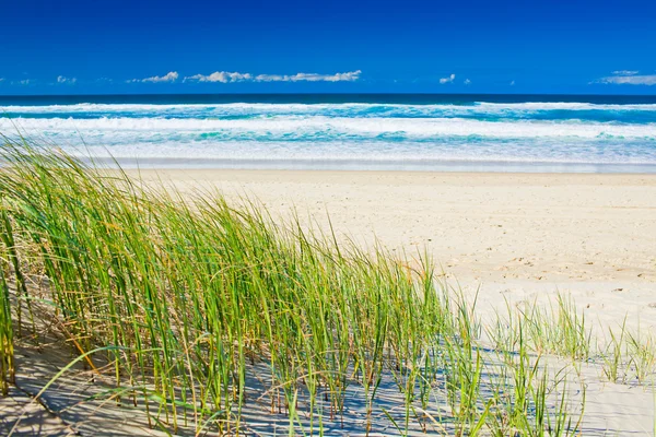 Fű és a homokos strandtól, a napos Gold Coast — Stock Fotó