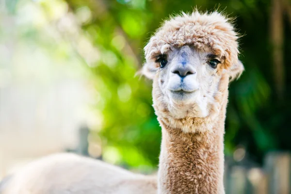 Alpaca portret op groene natuurlijke achtergrond — Stockfoto