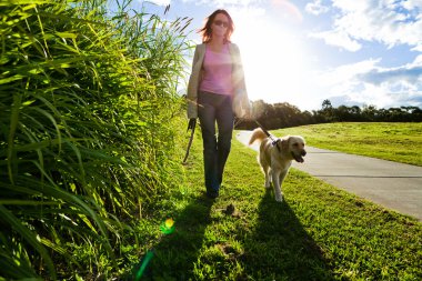 Young woman and golden retriever walking clipart