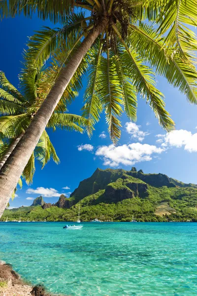 Palmy na linii brzegowej oceanu, na wyspie moorea — Zdjęcie stockowe