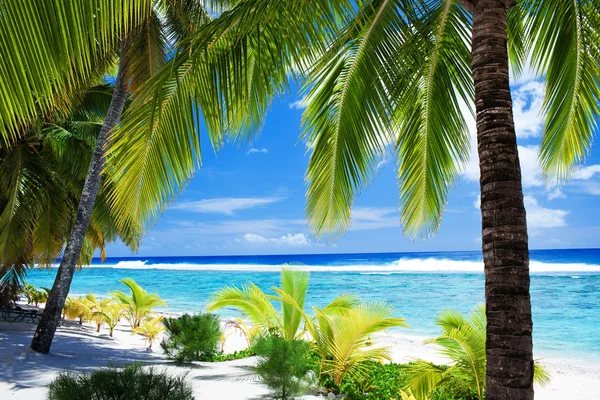 Harika mavi lagün ve plaj bakan palmiye ağaçları — Stok fotoğraf