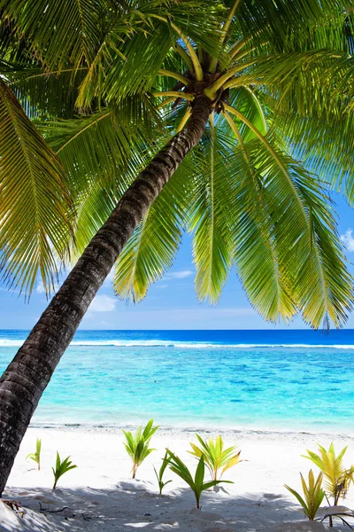 Palmboom met uitzicht op de prachtige blauwe lagune en strand Stockfoto