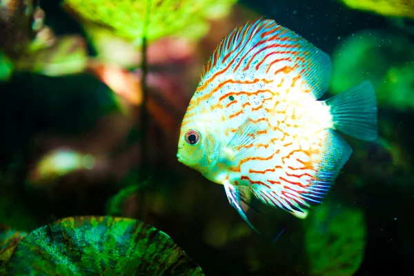 discus petsmart