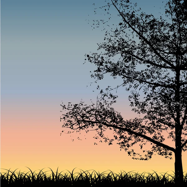 Baumsilhouette bei Sonnenuntergang — Stockvektor
