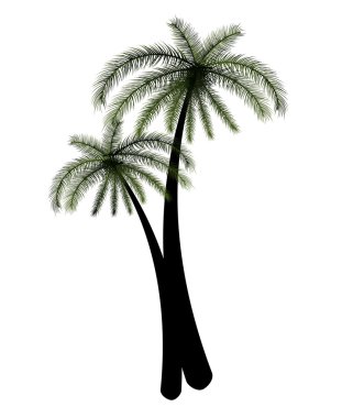 vektör palmiye ağacı