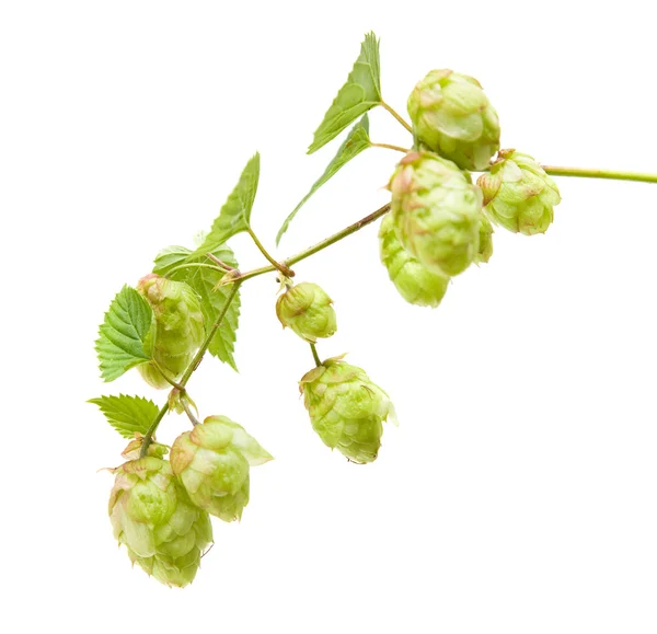 Hop (Humulus lupulus) branch geïsoleerd op witte achtergrond — Stockfoto