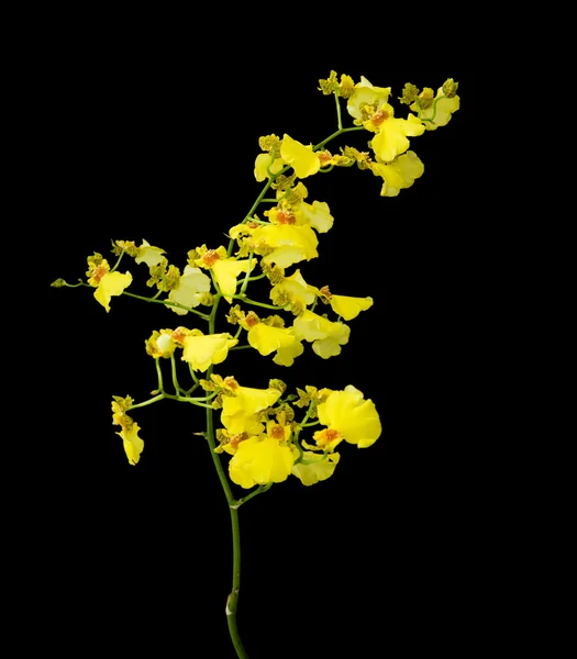 Parlak sarı oncidium orkide siyah arka plan üzerine izole — Stok fotoğraf