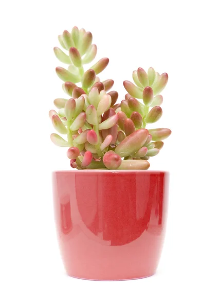 Small sedum (stonecrop) plant in pot, isolated on white background — Stock Photo, Image